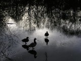 Lindow Common